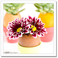 Eggshell Planters