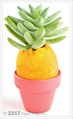 Eggshell Planters