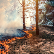 amador fire