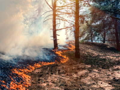 amador fire