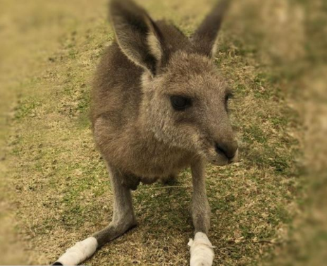 Essential Science: Animal magic, kangaroos can 'talk' to us